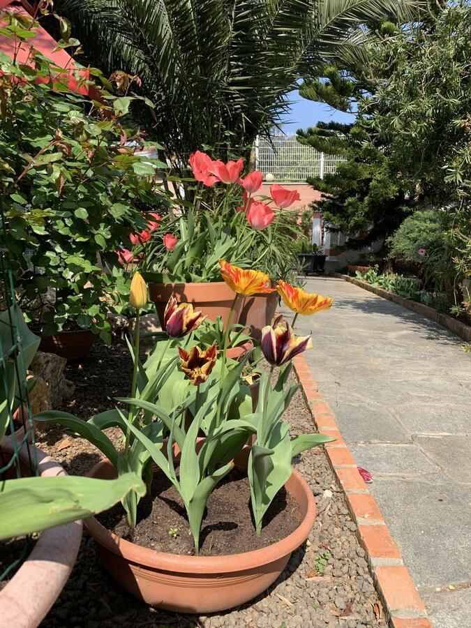 סאבונה Resort Villa Rosa Maria מראה חיצוני תמונה
