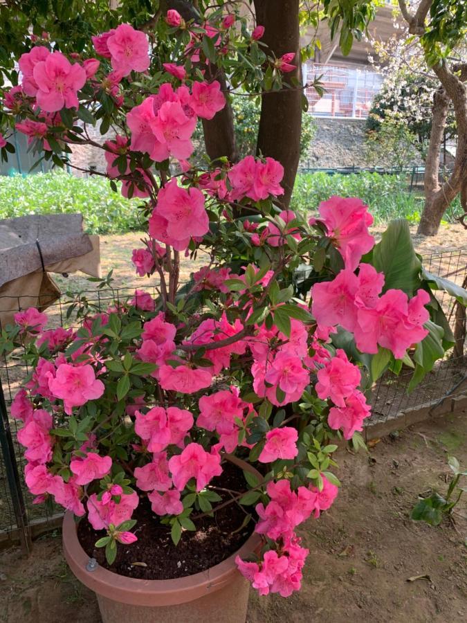 סאבונה Resort Villa Rosa Maria מראה חיצוני תמונה